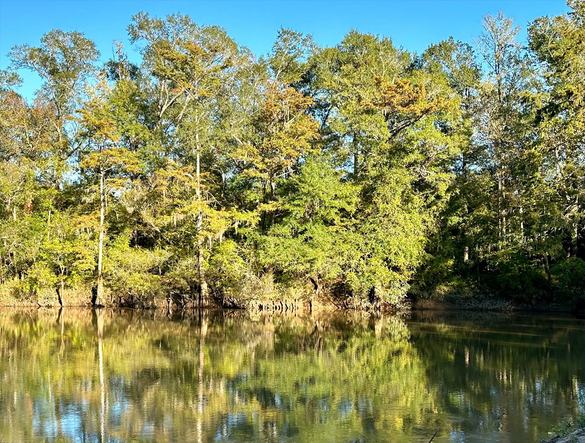 A watery marsh with trees lining the water.