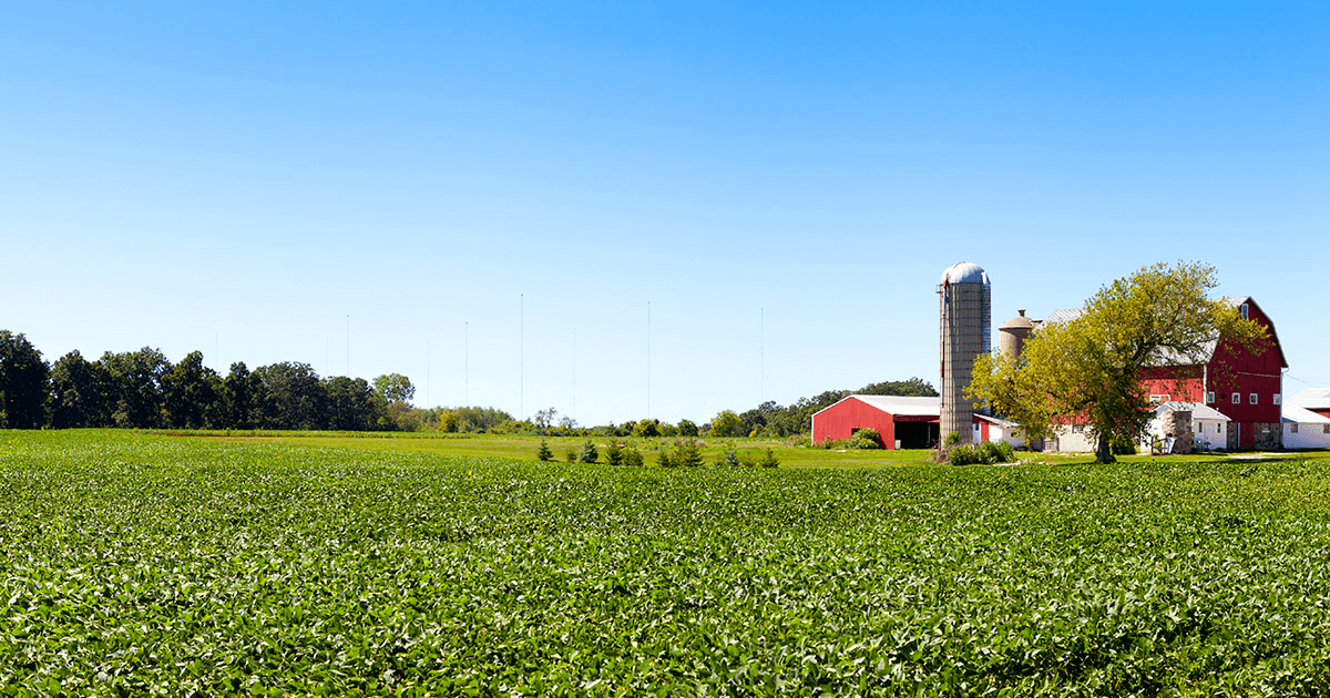 A field of beans with a large red barn in the background.